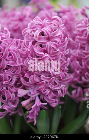 Rosa Hyazinthe (Hyacinthus orientalis) Paul Hermann blüht im April in einem Garten Stockfoto