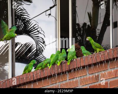 MEDELLIN, KOLUMBIEN - 23. Dez 2020: Medellin, Antioquia, Kolumbien - 22 2020. Dezember: Grüne Papageien stehen im Fenster einer Dame, die ihnen Foo gibt Stockfoto