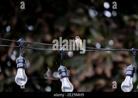 Annas Hummingvogel, Weibchen, gesperkt, stationär Stockfoto