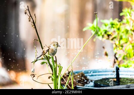 American Goldfinch, Spinus tristus, juvenile oder nicht brütende erwachsenen Männchen, thront über Brunnen im Herbst Stockfoto