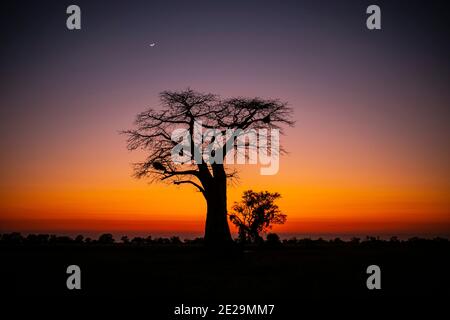 Baobap Baum in Sonnenuntergang am Okavango Delta Stockfoto