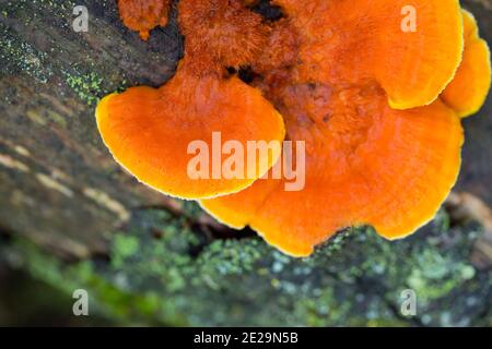 Orangefarbener Polypore (Pycnoporellus fulgens) Stockfoto