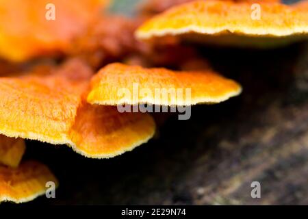 Orangefarbener Polypore (Pycnoporellus fulgens) Stockfoto