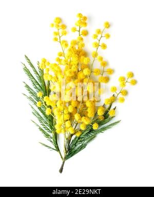Zweig aus Mimosen-Blumen isoliert auf weißen Hintergründen. Stockfoto