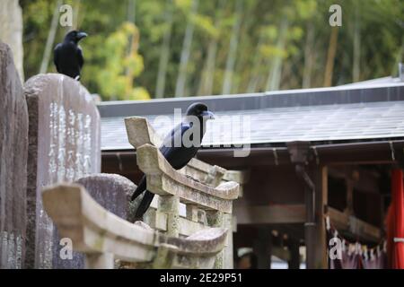 Schwarze Jingle-Krähe auf Japanisch Stockfoto