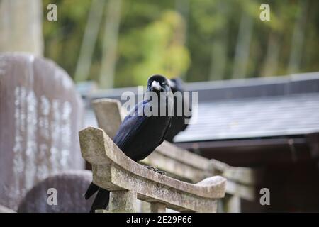 Schwarze Jingle-Krähe auf Japanisch Stockfoto