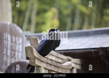 Schwarze Jingle-Krähe auf Japanisch Stockfoto