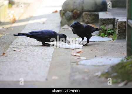 Schwarze Jingle-Krähe auf Japanisch Stockfoto