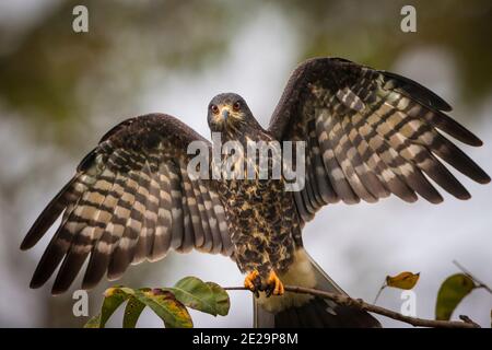 Wildtiere aus Panama mit einem unreifen Schneckendrachen, Rostrhamus sociabilis, neben Lago Gatun, Soberania-Nationalpark, Provinz Colon, Republik Panama. Stockfoto