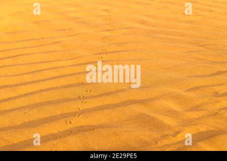 Muster aus goldenem Sand am Strand im Sommer mit Kette von Gleisen. Die strukturierte Oberfläche des Sandes am Strand nach einem starken Wind in Form von wav Stockfoto