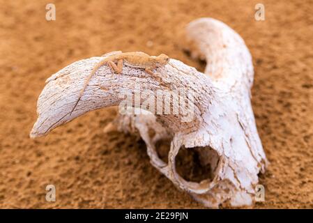 Getupfte krötenköpfige Agama auf einem Schädel oder Knochen. Stockfoto