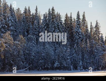 Frostigen Wildwood mit Schnee bedeckt. Stockfoto