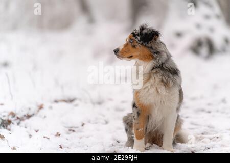 australische Schäferhund sitzt im Schnee Winterwald Stockfoto