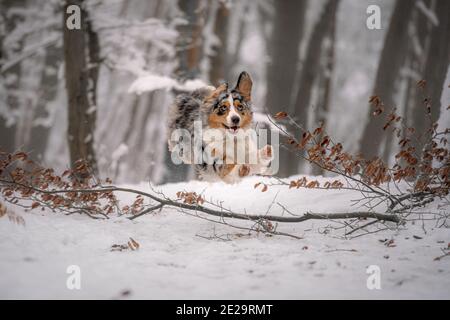 australischer Schäferhund springt im Schnee über den Baum Stockfoto