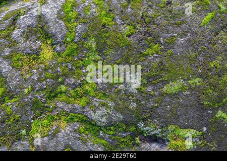 Grünes Moos auf einem Felsenhintergrund. Hochauflösendes Bild von grünem Moos, Bryophyta Stockfoto