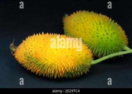 Haarige bittere Gourde, Momordica dioica, Stockfoto