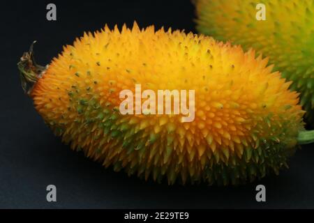 Haarige bittere Gourde, Momordica dioica, Stockfoto