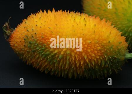 Haarige bittere Gourde, Momordica dioica, Stockfoto