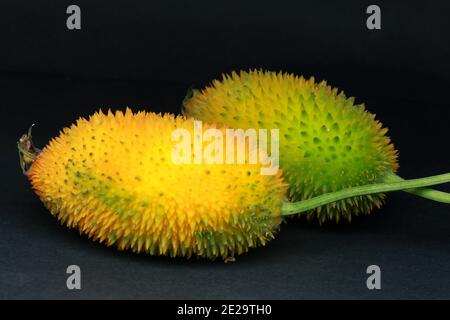 Haarige bittere Gourde, Momordica dioica, Stockfoto