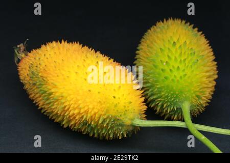 Haarige bittere Gourde, Momordica dioica, Stockfoto