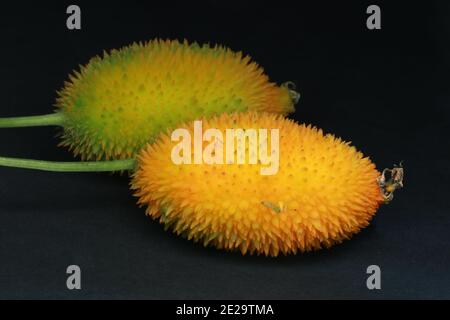 Haarige bittere Gourde, Momordica dioica, Stockfoto