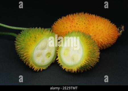 Haarige bittere Gourde, Momordica dioica, Stockfoto