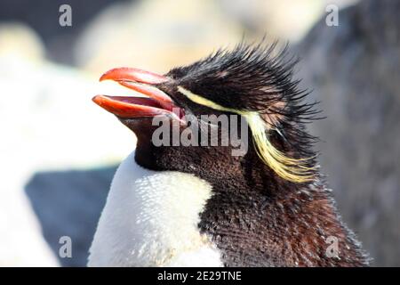 Rockhopper Pinguin New Island, Falkland Islands, Malvinas Stockfoto