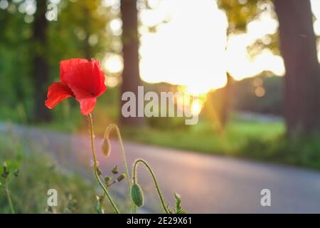 Mohn Feld in Strahlen Sonne. Wunderbares Mohn Feld Ende Mai. Hochwertige Fotos Stockfoto