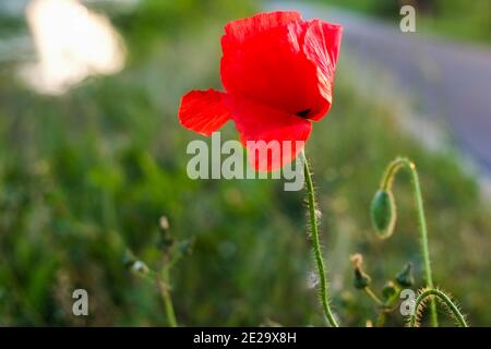 Mohn Feld in Strahlen Sonne. Wunderbares Mohn Feld Ende Mai. Hochwertige Fotos Stockfoto