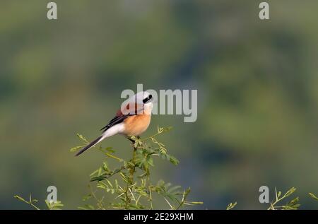 Der Lorbeer ist ein Mitglied der Vogelfamilie Laniidae, den in Südasien lebenden Würgern. Stockfoto