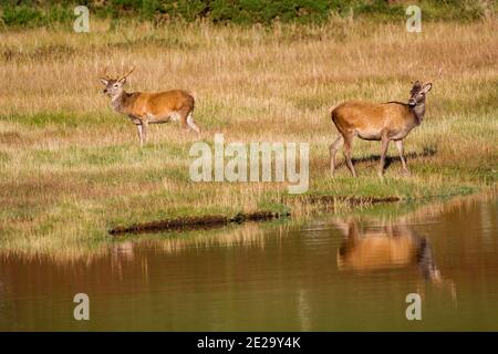 Rotwild in schottischen Highlands Stockfoto