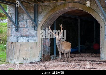 Rotwild in schottischen Highlands Stockfoto