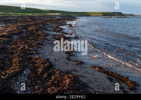 Algen an einem Sandstrand in der Nähe von Crail Stockfoto