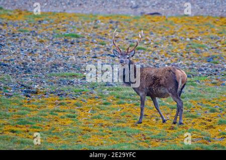 Rotwild in schottischen Highlands Stockfoto