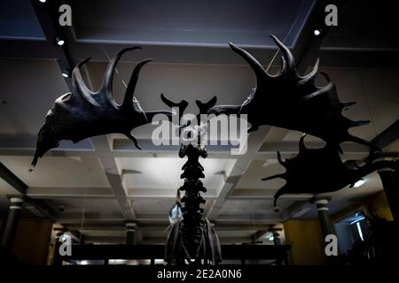 Dublin, Irland. Mai 2019. Blick auf das Skelett eines Elches im Natural History Museum in Dublin. Quelle: Alexander Prautzsch/dpa-Zentralbild/ZB/dpa/Alamy Live News Stockfoto