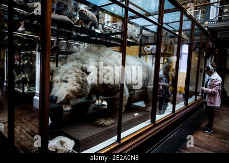 Dublin, Irland. Mai 2019. Eine Frau schaut auf einen ausgestopften Eisbären im Natural History Museum in Dublin. Quelle: Alexander Prautzsch/dpa-Zentralbild/ZB/dpa/Alamy Live News Stockfoto