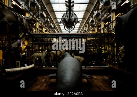 Dublin, Irland. Mai 2019. Ein Blick auf zahlreiche ausgestopfte Exponate im Natural History Museum in Dublin. Quelle: Alexander Prautzsch/dpa-Zentralbild/ZB/dpa/Alamy Live News Stockfoto