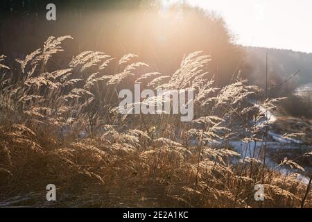 Frostiger Tag im Winterwald. Stacheletts und Grashalme auf dem Hintergrund eines schneebedeckten Feldes und Wald. Winterlandschaft. Stockfoto
