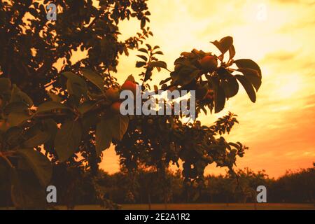 Apfelgarten in der Normandie, Frankreich bei Sonnenuntergang. Konzept der ökologischen Landwirtschaft. Schöne Natur Hintergrund. Dämmerung. Stockfoto
