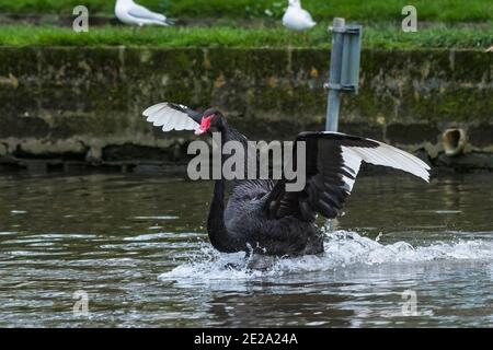 Ein schwarzer Schwan - Cygnus atratus landet auf der Oberfläche Eines Sees mit ausgestreckten Flügeln und weißem Primär Flügelfedern in Newquay in Cornw Stockfoto