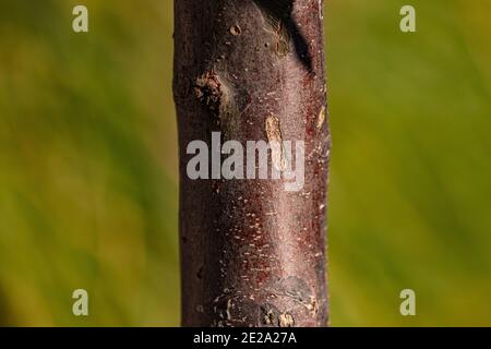 Ein junger rot-brauner Baumstamm mit einem Durchmesser von etwa 8 Zentimeter Stockfoto