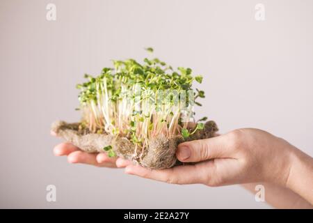 Mikrogrüne Rettich sprießt in weiblichen Händen. Rohe Sprossen, Micro Greens, Samenkeimung zu Hause. Veganes und gesundes Esskonzept. Stockfoto