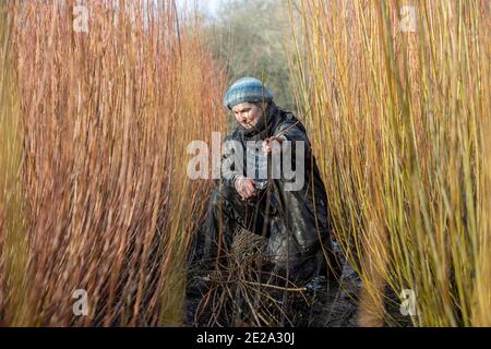 Annemarie O'Sullivan, Korbmacherin aus East Sussex, mit ihrem Team, das Weiden am Stadtrand von Horam für die Korbherstellung in England erntet Stockfoto