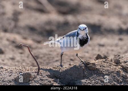 Japanisch (Kamtschatka) Riedwaggtail, (Motacilla alba lugens) Wandern auf dem Feld, Isehara Stadt, Kanagawa Präfektur, Japan Stockfoto