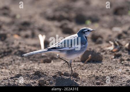 Japanisch (Kamtschatka) Riedwaggtail, (Motacilla alba lugens) Wandern auf dem Feld, Isehara Stadt, Kanagawa Präfektur, Japan Stockfoto