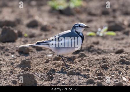 Japanisch (Kamtschatka) Riedwaggtail, (Motacilla alba lugens) Wandern auf dem Feld, Isehara Stadt, Kanagawa Präfektur, Japan Stockfoto