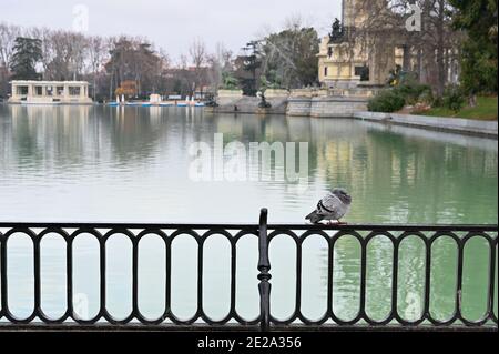 Tauben neben dem Teich des öffentlichen Parks von Retrio in Madrid Stockfoto