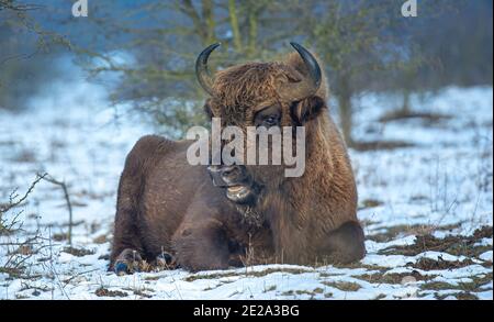 Europäische Bisons auf einer Schneewiese ruhen, das beste Foto. Stockfoto