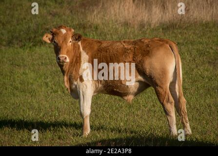 Ein junger brauner und weißer Stier, der auf einem grasbewachsenen Feld steht und die Kamera anschaut. Rindfleischproduktion im kleinen Maßstab, Queensland, Australien. Stockfoto