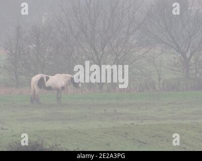 Sheerness, Kent, Großbritannien. Januar 2021. UK Wetter: Nebliger leichter Regen / Nieselregen in Sheerness, Kent. Kredit: James Bell/Alamy Live Nachrichten Stockfoto